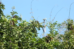 Leucaena diversifolia