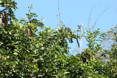 Leucaena diversifolia