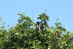Leucaena diversifolia