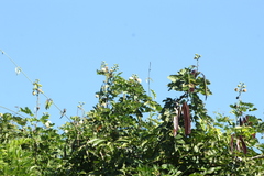 Leucaena diversifolia