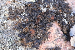 Montanelia tominii
