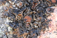 Montanelia tominii