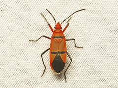 Dysdercus fasciatus