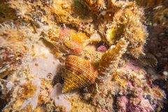Maurea pellucida