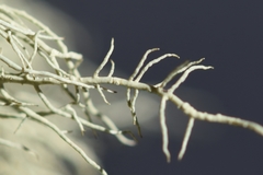 Usnea perplexans