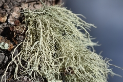 Usnea perplexans