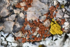 Rufoplaca arenaria