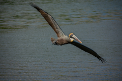 Pelecanus occidentalis