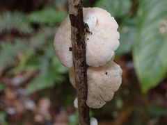 Campanophyllum proboscideum
