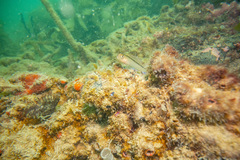 Stolidobranchia