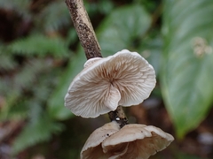 Campanophyllum proboscideum