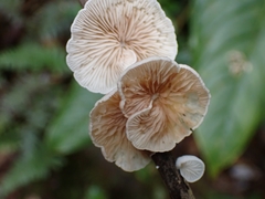 Campanophyllum proboscideum