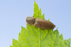 Agriotes lineatus