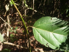 Passiflora
