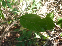 Passiflora
