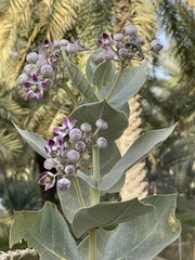 Calotropis procera