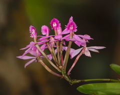 Epidendrum flexuosum