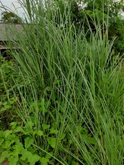 Saccharum spontaneum