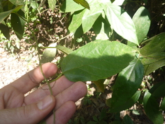 Passiflora