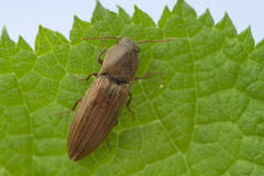 Agriotes lineatus