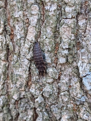 Pyractomena borealis