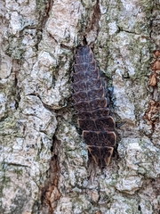 Pyractomena borealis