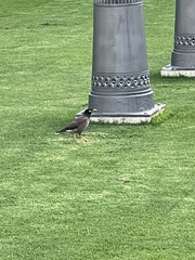 Acridotheres tristis