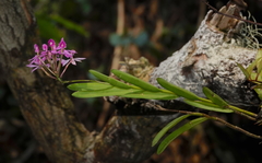 Epidendrum flexuosum