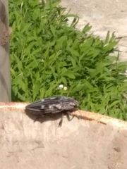 Chalcophora mariana