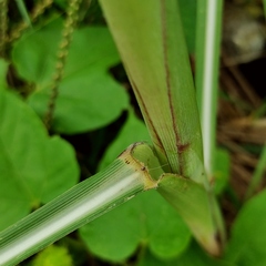 Saccharum spontaneum