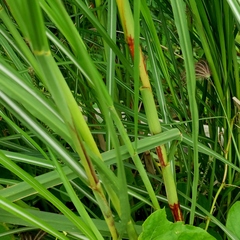 Saccharum spontaneum