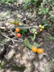 Osyris lanceolata