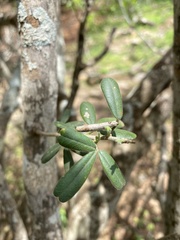 Osyris lanceolata