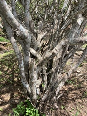 Osyris lanceolata
