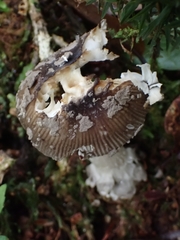 Amanita colombiana