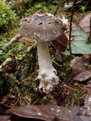 Amanita colombiana