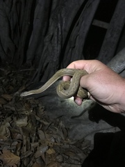 Tropidophis melanurus