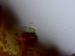 Rufoplaca arenaria