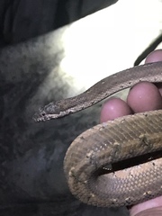 Tropidophis melanurus