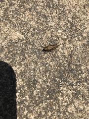 Tettigidea