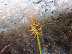 Carex cephalotes