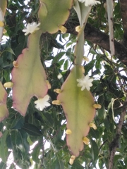 Rhipsalis pachyptera