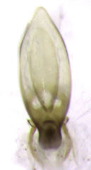 Leptacinus pusillus