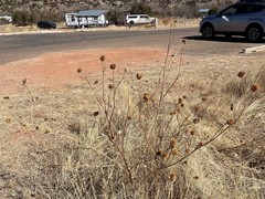 Echinacea angustifolia