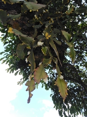 Rhipsalis pachyptera