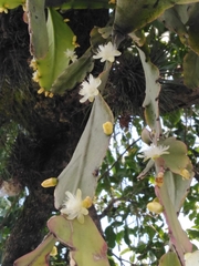 Rhipsalis pachyptera
