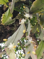 Rhipsalis pachyptera
