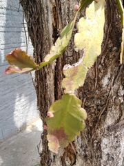 Rhipsalis pachyptera
