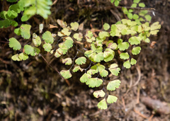 Adiantum poiretii