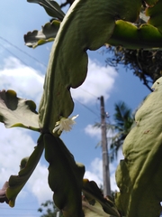 Rhipsalis pachyptera